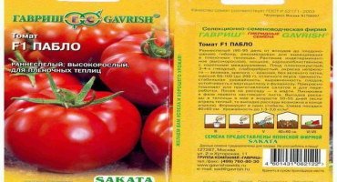 Popis odrůdy rajčat pablo, výnos a pěstování